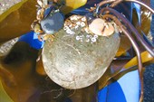 `Охотоморчик`. Обитает в Охотском море